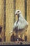 White German beauty homer pigeon