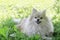 White German Pomeranian Spitz dog with a treat, brushes his teeth, gnaws a bone. training and promotion of the animal.