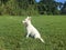 A White German Shepherd Puppy Sitting in the Grass