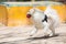 White German Spitz Playing Catch Ball