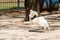 White German Spitz Playing Catch Ball