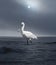 White Giant Bird Walking in the Sea at Sunset.