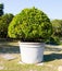 White giant flower pot