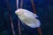 White Giant gourami fish Osphronemus goramy