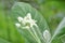 White Giant Indian Milkweed or Gigantic Swallowwort on branch.
