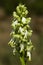 White Giant Orchid flowers spike - Himantoglossum robertianum