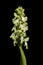 White Giant Orchid flowers spike over black - Himantoglossum robertianum