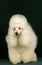 White Giant Poodle, Adult against Black Background