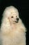 White Giant Poodle, Adult against Black Background