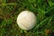 White giant puffball fungus growing in grassland with a background of shrubs and grass.