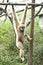 White gibbon.