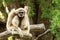 White gibbon