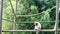 White gibbon ape