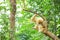 White gibbon in the green forest