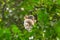 White gibbon hanging on a tree