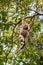 White gibbon hanging on a tree