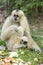 White gibbon and her son