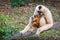 White gibbon mother and young gibbon at stump