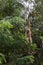 White gibbons on tree. White hand gibbon hanging from the tree branch.