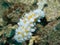 White gill chromodoris in Bali sea, Indonesia