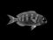 White Gilt-Head Bream vector illustration on black background