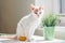 White and ginger cat 3-4 months sits near window. Kitten with foot with yellow bandage in rays of sun next to houseplant