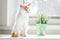 White and ginger cat 3-4 months sits near window. Kitten with foot with yellow bandage in rays of sun next to houseplant