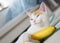 White ginger cat kitten playing with banana in his paws, lying