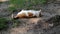 White - ginger cat scratches its back while rolling on the ground. Close-up