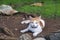 A white ginger domestic cat with beautiful eyes and a necklace sits in the garden.