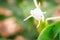 White ginger flower (Hedychium coronarium) with green leaves. Hedychium coronarium also known as white garland-lily or white ginge