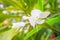 White ginger flower (Hedychium coronarium) with green leaves. Hedychium coronarium also known as white garland-lily or white ginge