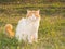 White and ginger harlequin patterned long haired stray cat