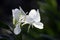 White ginger lily in bloom on dark garden background