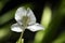 White ginger lily in bloom on dark garden background