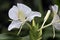 White ginger lily in bloom on dark garden background