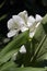 White ginger lily in bloom on dark garden background