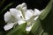 White ginger lily in bloom on dark garden background