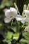 White ginger lily, famous fower for its perfume