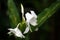 White ginger lily, Hedychium coronarium