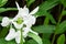White ginger lily, Hedychium coronarium flower in Singapore