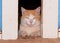White and ginger tomcat looking through barn doors