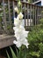 White Gladiola against a porch railing