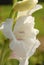 White gladiola flower in the garden with warm sunlight