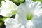 White gladiola flower with green center in full bloom