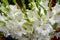 White gladiola flowers