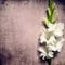 White gladioli flowers