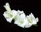 White gladiolus