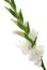 White Gladiolus detail