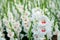 White Gladiolus flower in field. Representation to Splendid Beauty and promise.